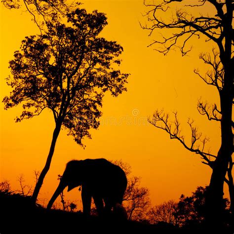 Silhouette Of African Elephant Stock Image Image Of Alone Sunset
