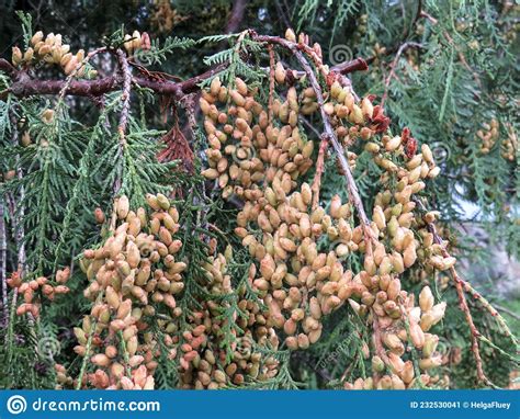 Thuja Branches And Seeds Close Up Stock Image Image Of Bush Floral