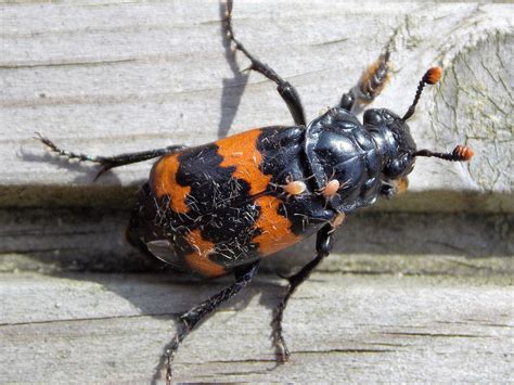 Sexton Beetle Nicrophorus Investigator British Nature Guide
