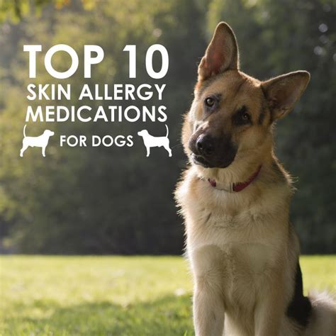 Top 10 Skin Allergy Medications For Dogs Allivet Pet