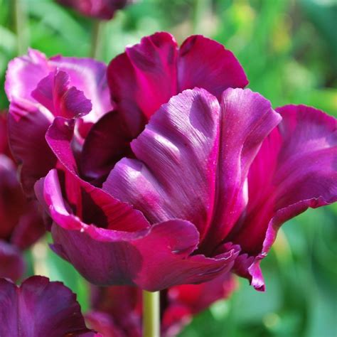 Tulipa Muriel Rose Cottage Plants