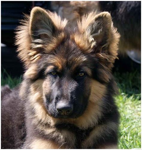 Maybe you would like to learn more about one of these? German Shepherd Mix Puppies For Sale In Ohio | PETSIDI