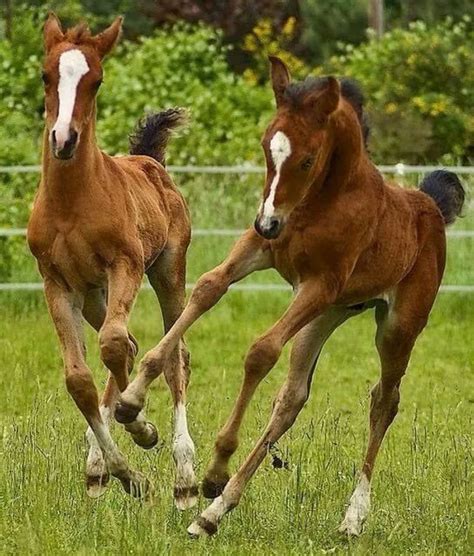 Imitate Me If You Can Regram Via Horsesfy Baby Horses Cute Horses