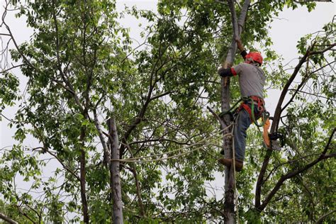 How Often Should You Trim Trees