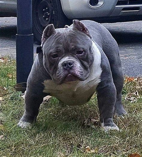 No puppies available at this time. Micro Bully Puppies For Sale | Top Dog Information