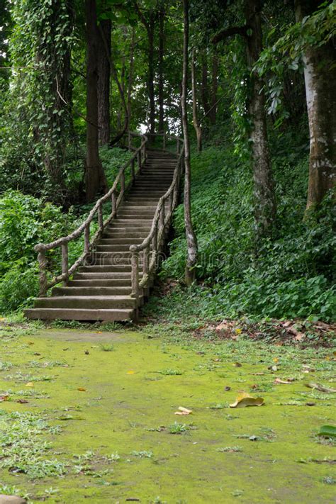 Walk Way In The Forest Stock Photo Image Of Natural 26202434