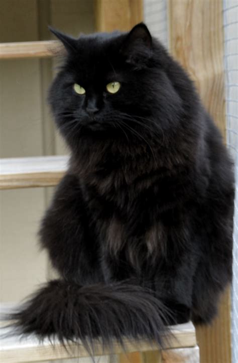 Pin By Abigail Kovacs On May Ow Fluffy Black Cat Black Cat Breeds