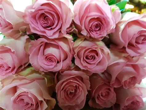 Light Pink Roses 100 Stems 40 Cm Toronto Bulk Flowers