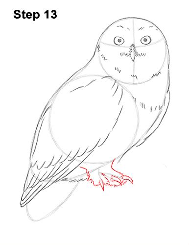 How To Draw A Snowy Owl