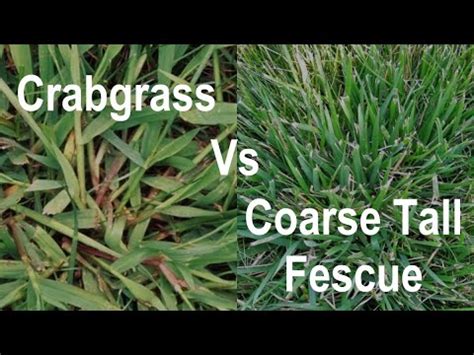 How To Identify Crabgrass In A Lawn Crabgrass Vs Coarse Tall Fescue Problem Grasses Youtube