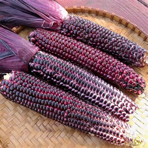 Organic Double Red Sweet Corn Seed Adaptive Seeds
