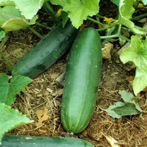 Salad Bush Cucumber Plant Plant Addicts