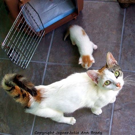 Animal shelters & rescues near you. Julie Ann Brady : Blog On: Adopt a Kitten in Jacksonville ...