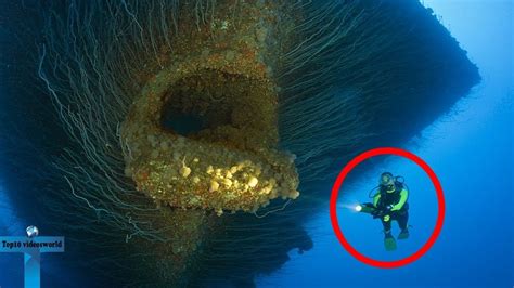 Top 10 Deep Sea Creatures Faced By Divers Unbelievable Creatures In D
