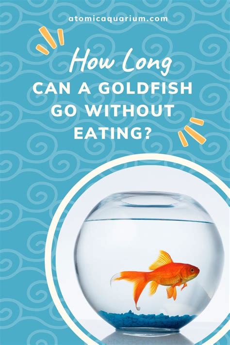 How Long Can A Goldfish Go Without Eating Goldfish Canning