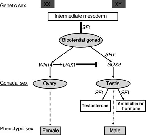 2 Schematic Representation Of The Sex Determination Pathway In Mammals