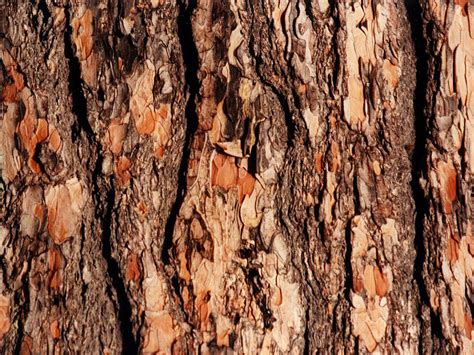 42 Tree Bark Wallpaper Wallpapersafari