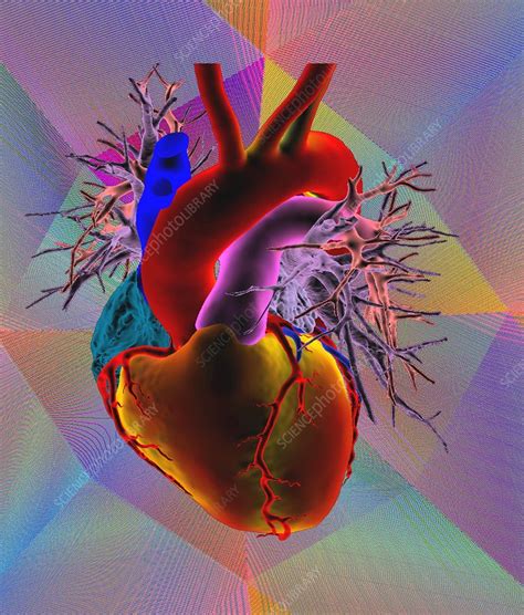 Healthy Heart 3d Ct Scan Stock Image C0490100 Science Photo Library