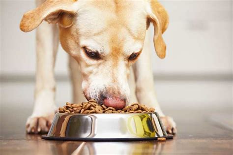 How much should a puppy eat? How Much Should I Feed My Dog Chart? - The Best Food Pets ...
