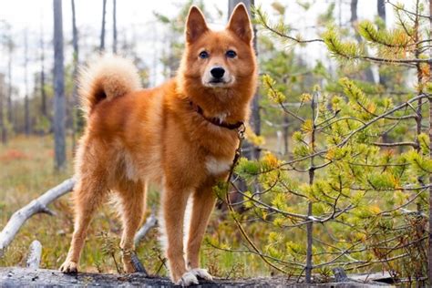 Finnish Spitz Dogs Breed Information Temperament Size And Price
