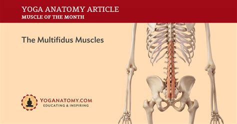 The Multifidus Muscles Its Attachments And Actions Yoganatomy