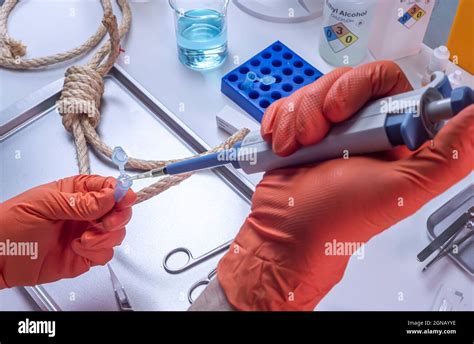 Police Scientist Extracts Dna Sample From Hanging Victims Body Crime Lab Analysis Conceptual