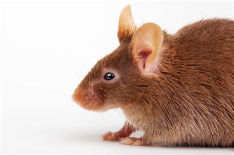 Captivating Facts About Mice That Will Leave You Amazed Animal Sake