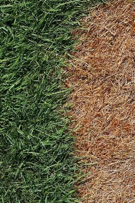 How To Overseed Or Reseed Your Lawn