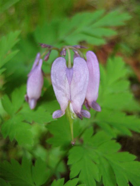 Fair trade & vintage inspired home decor. Pacific bleeding heart (Dicentra formosa) | Flower ...