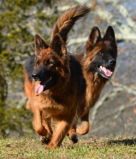 If you have one of these puppies or planning to adopt one, it makes. Long Coat German Shepherd Dogs by Grunwald Haus | German ...