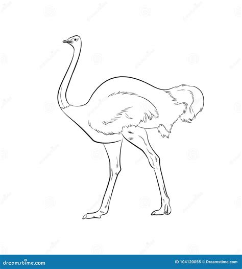 Ostrich Drawing Tutorial Vector Illustration