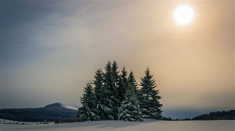 Snow Covered Fir Trees And Forest Mountain Under Sky With Sun During