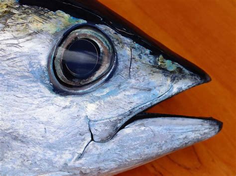 Blackfin Tuna Keys Fresh Seafood