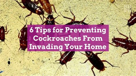 6 Tips For Preventing Cockroaches From Invading Your Home