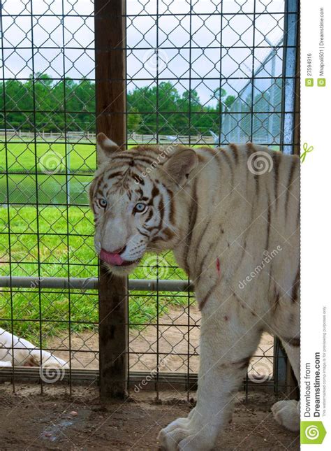White Tiger Portrait Stock Photo Image Of Portrait Tiger 27594916