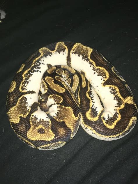 Is A High White Calico Genetic Ball Pythons Morphmarket Reptile