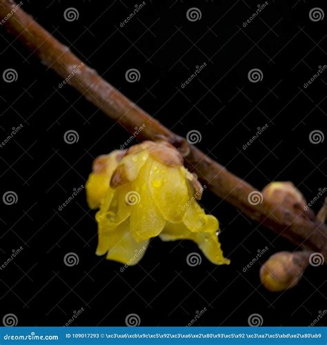 Wintersweet Stock Image Image Of Organism Black Yellow 109017293