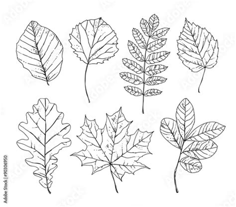 Sketch Leaves Hand Drawn Autumn Leaves Trees Plants Nature Stock