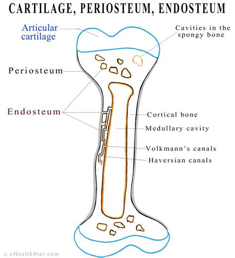 Long Bone Labeled Endosteum ~ The Periosteum And Endosteum Anatomy