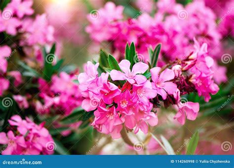 Blooming Pink Oleander Flowers Or Nerium In Garden Selective Focus