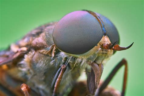 Horsefly Bite Treatment Five Recommended Ways To Soothe The Nasty