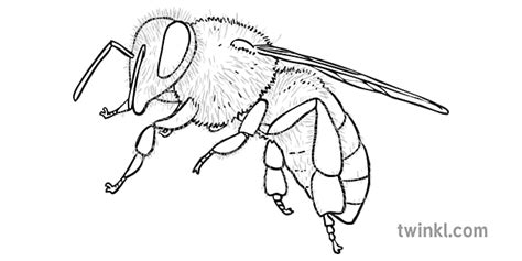 Honey Bee Black And White 1 Illustration Twinkl