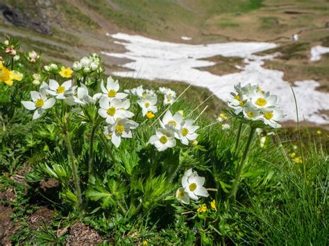 Pretty White Mountain Flowers In Spring Italian Alps Stock Photo