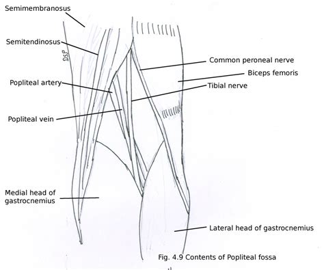 Back Of Thigh And Popliteal Fossa Myhumananatomy