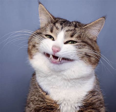 Psbattle This Cat With A Cute Smile Rphotoshopbattles