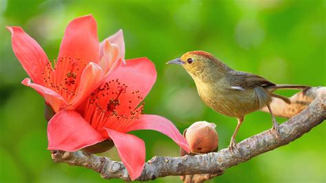 Yellow Little Bird In Green Background On Tree Branch With Flower Hd