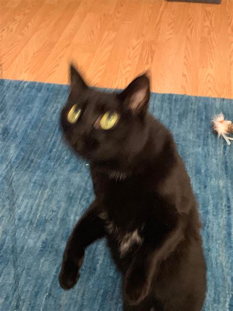 Blurry picture of a cat : blurrypicturesofcats