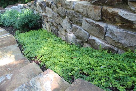 Stone Step Treads With Creeping Jenny Ground Cover Outside Landscape