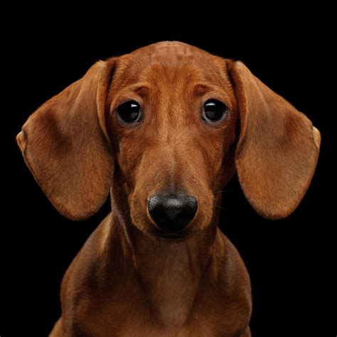 67 Red Smooth Haired Dachshund Image Bleumoonproductions