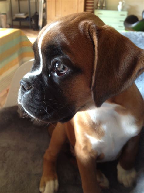 79 Boxer Puppy For Sale Craigslist Image Bleumoonproductions